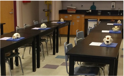 Skull inquiry lab from science lessons that rock