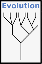 How evolution works: Cladogram