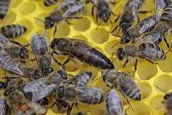 bees-and-epigenetics