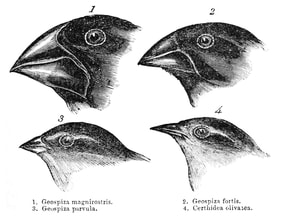 Example of macroevolution: Darwin's galapagos finches