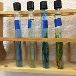 photosynthesis-bromothymol-blue-lab