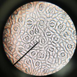 stomata-microscope-lab