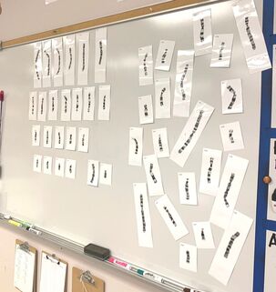 Karyotype-magnets-from-Wards-Science