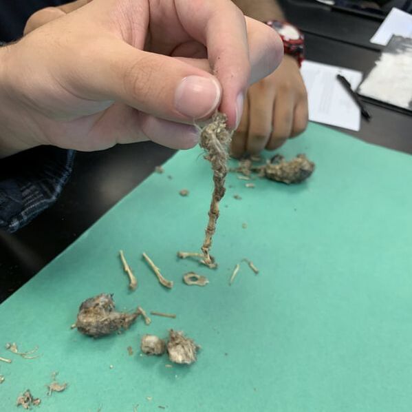 owl-pellet-dissection-lab