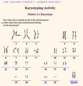 Virtual-Karyotype-Activity
