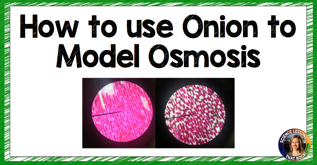 Step by step directions to use onion skin for your osmosis lab