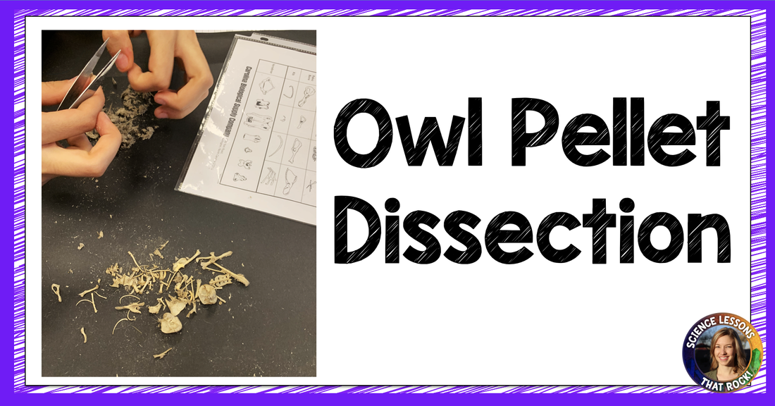 owl-pellet-dissection-high-school