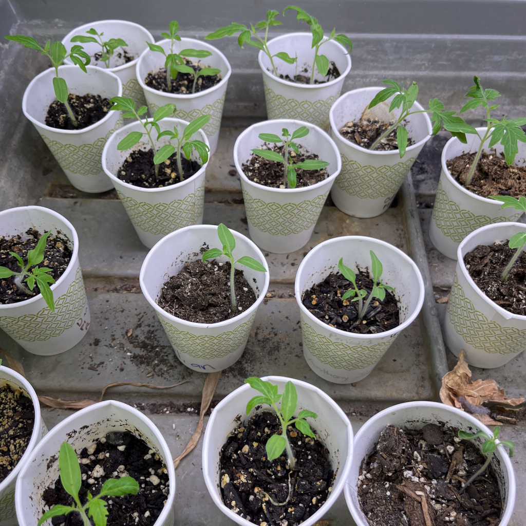 growing-plants-in-zero-gravity