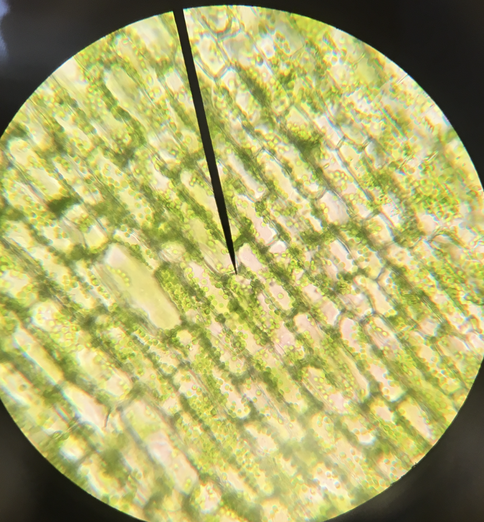 elodea-microscope-lab