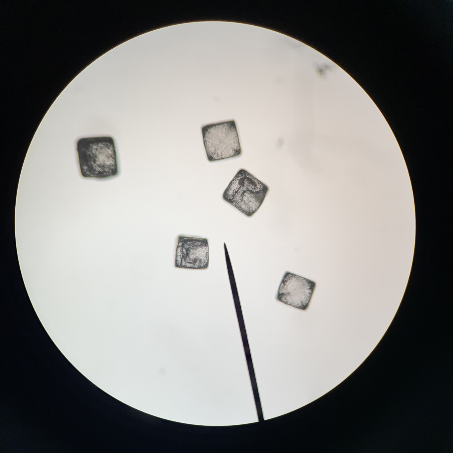 Using Microscopes Outside of your Cells Unit Science Lessons That Rock