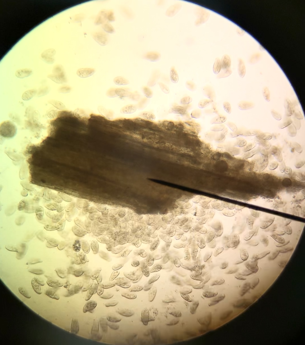 Using Microscopes Outside of your Cells Unit - Science Lessons That Rock